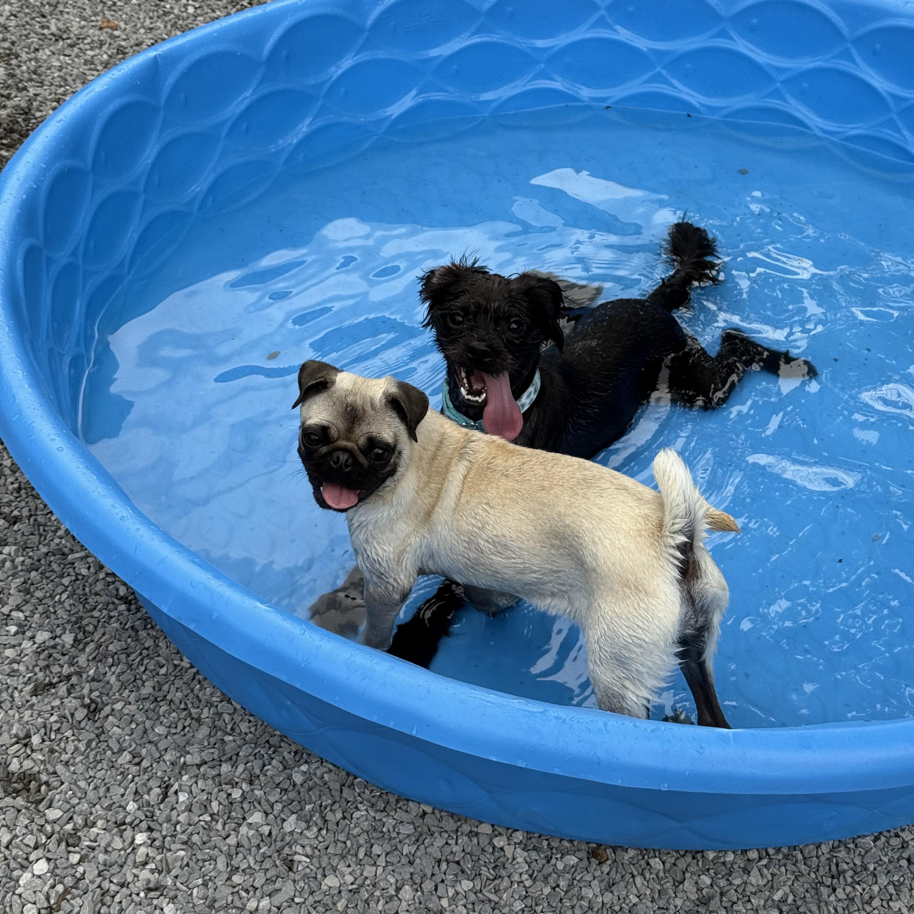 Enlarge Benji, an adoptable mixed breed in Murphysboro, IL image 5/5