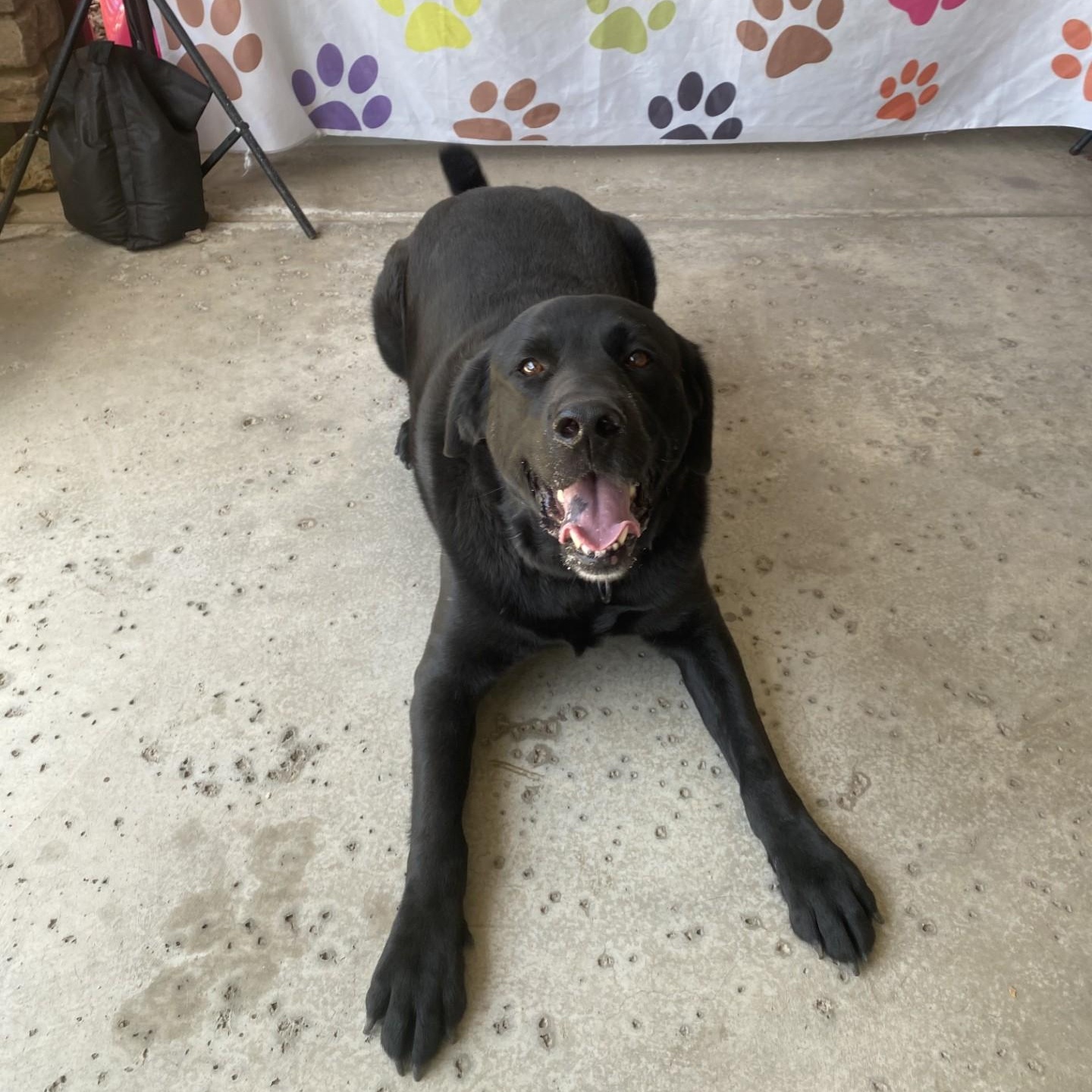 Enlarge Hank, a ADOPTABLE Black Labrador Retriever in Gilbert, AZ image 2/3