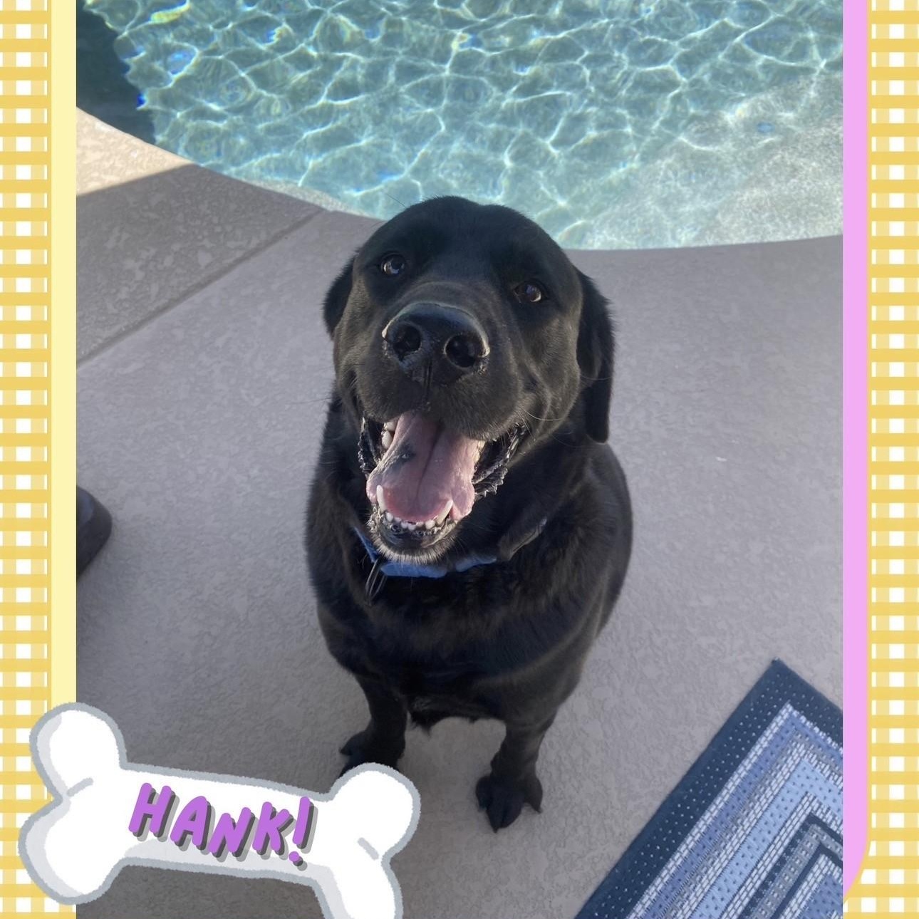Hank, ADOPTABLE, Adult Male Black Labrador Retriever.