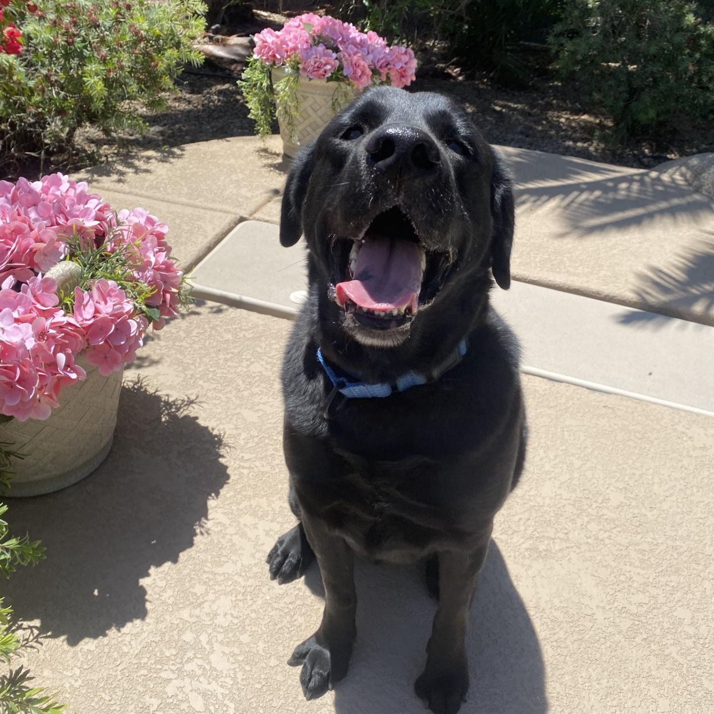 Enlarge Hank, a ADOPTABLE Black Labrador Retriever in Gilbert, AZ image 3/3