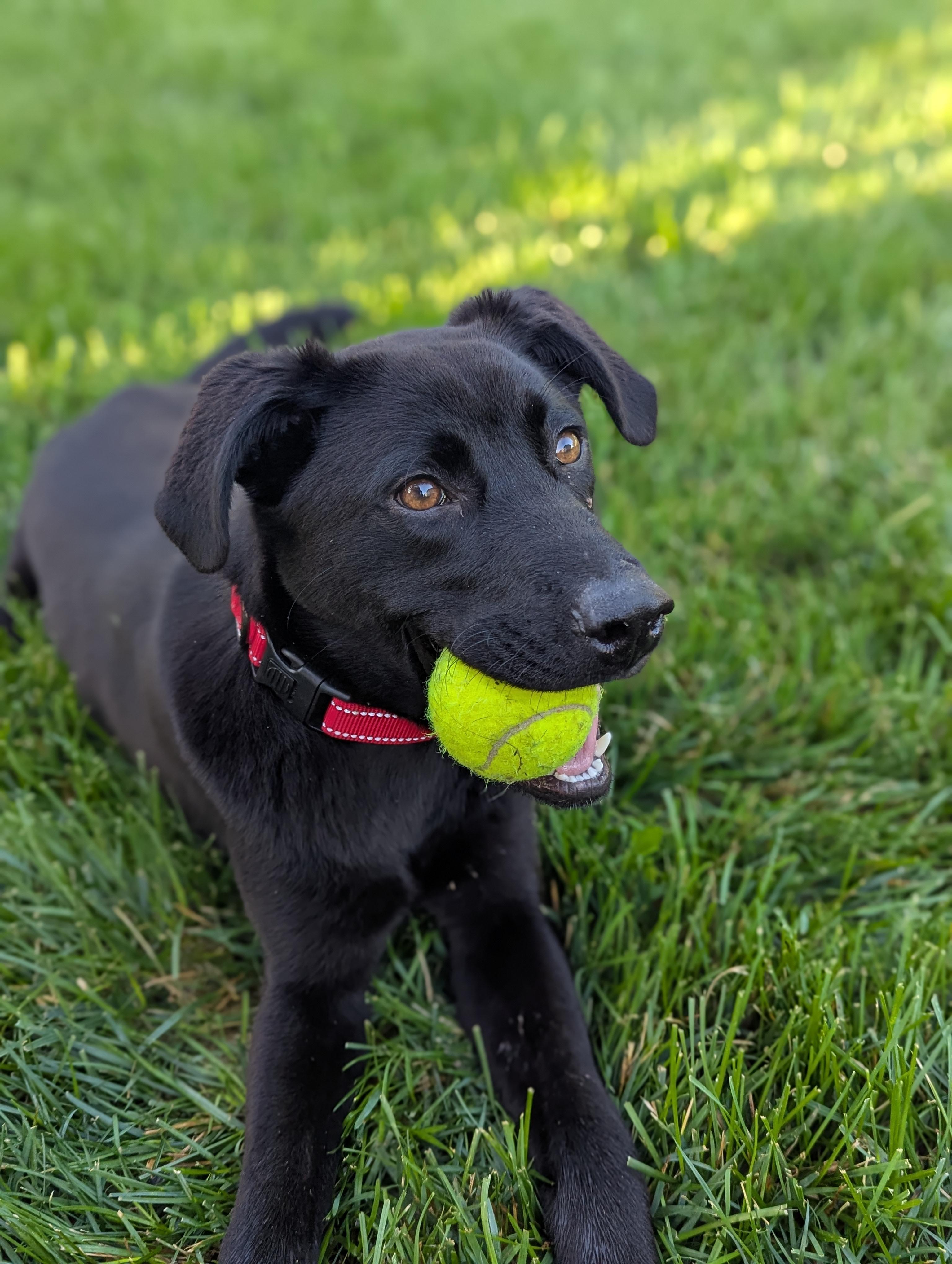 Pickles, Young Male Labrador Retriever