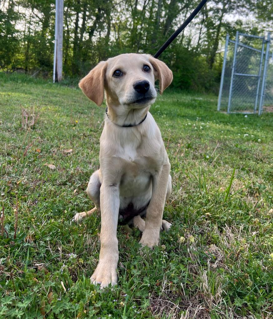 Enlarge Maxx, a Adopted mixed breed in Murray, KY image 1/1