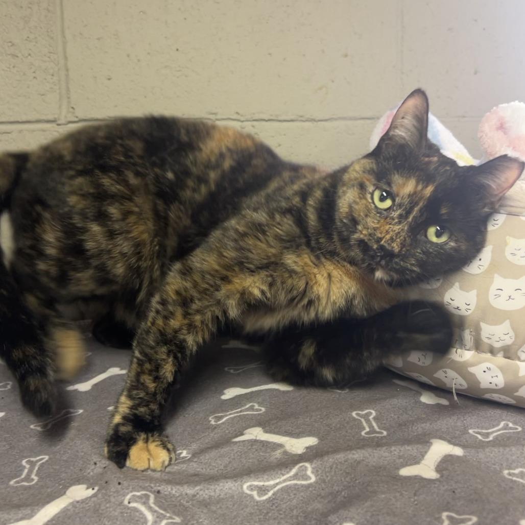 Bernadette, Adoptable, Adult Female Domestic Short Hair.