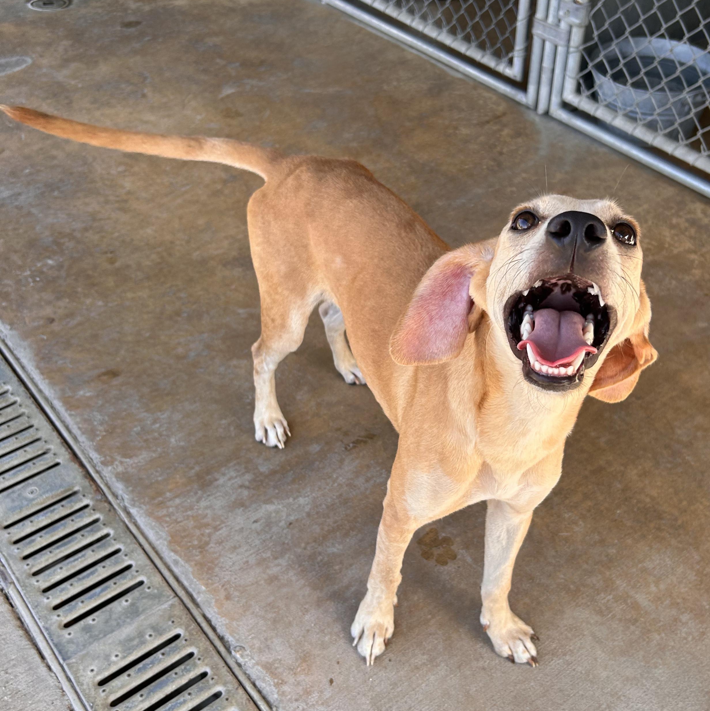 Enlarge Lux, a Adoptable mixed breed in The Colony, TX image 2/6