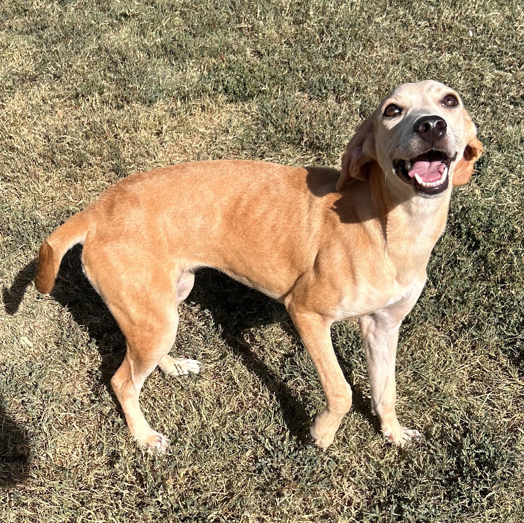 Enlarge Lux, a Adoptable mixed breed in The Colony, TX image 6/6