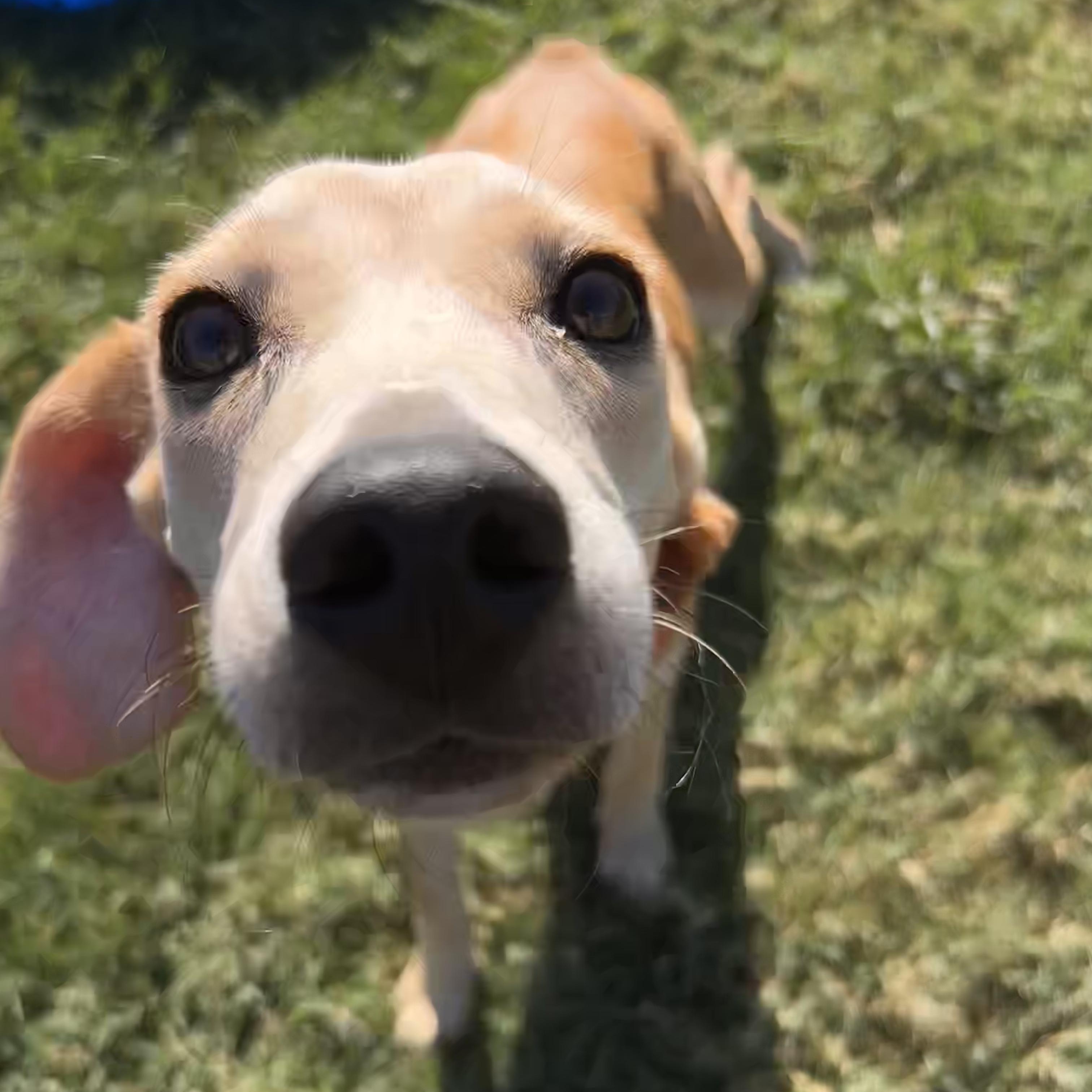 Enlarge Lux, a Adoptable mixed breed in The Colony, TX image 3/6