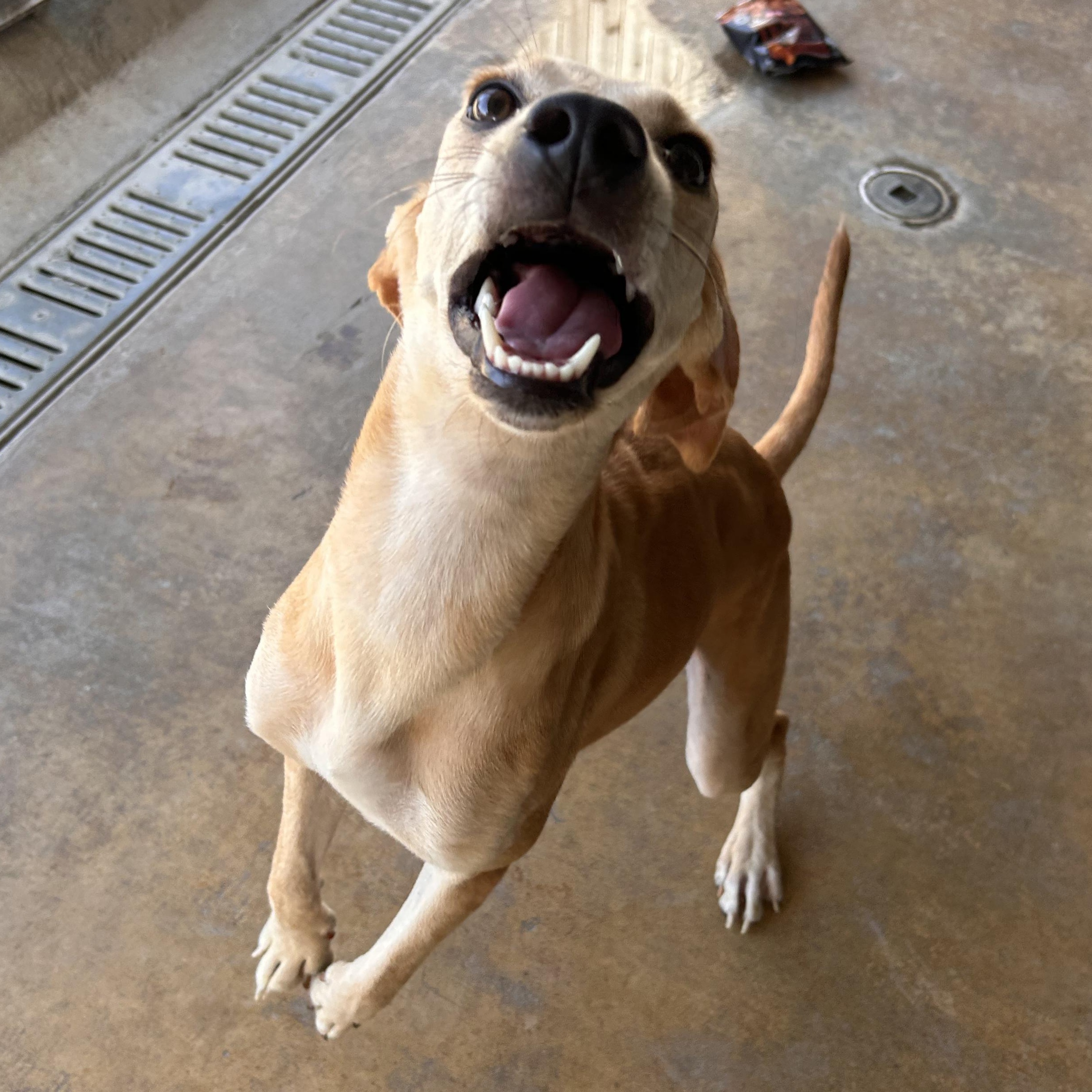 Lux, Adoptable, Young Female Hound & Retriever.