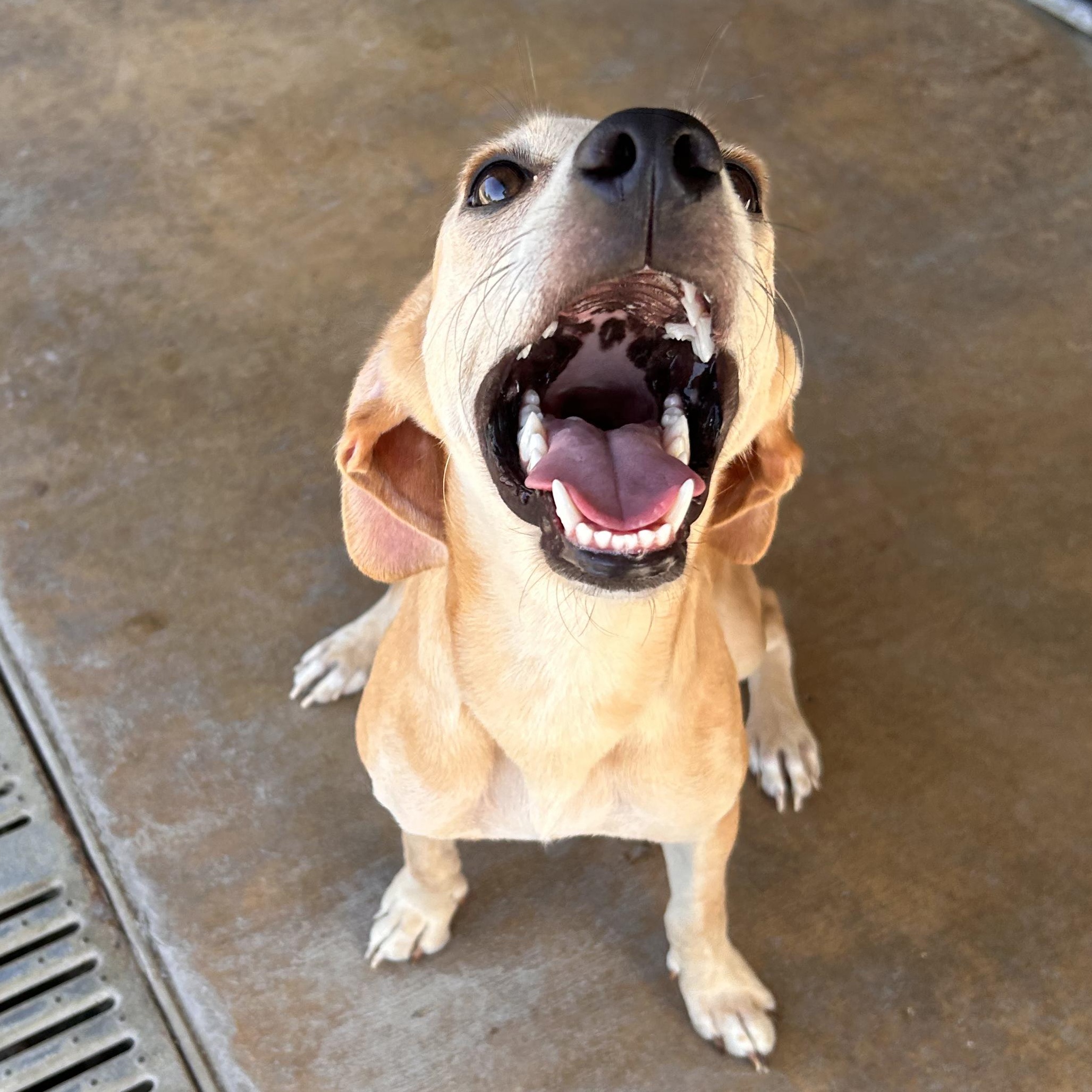 Enlarge Lux, a Adoptable mixed breed in The Colony, TX image 4/6