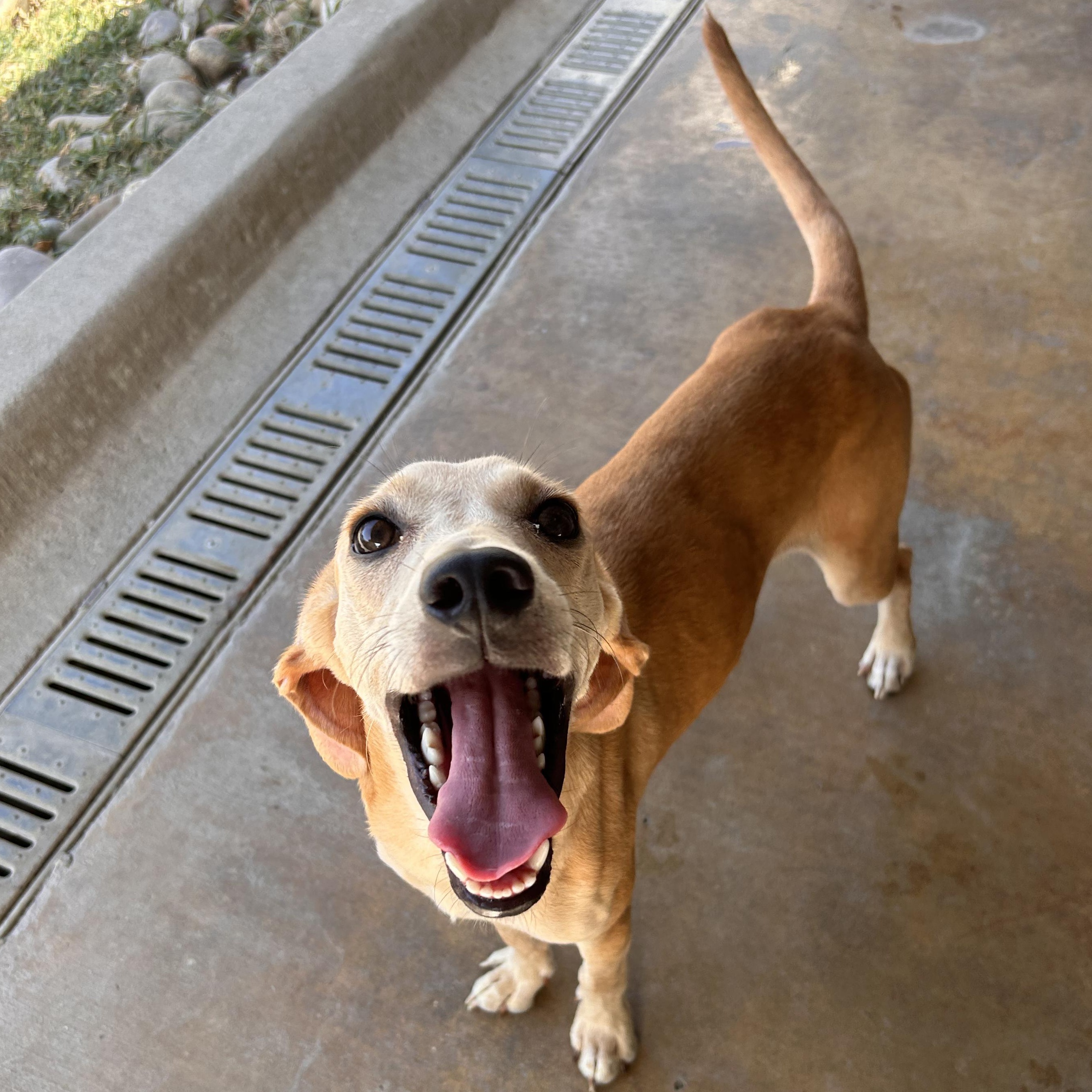 Enlarge Lux, a Adoptable mixed breed in The Colony, TX image 5/6