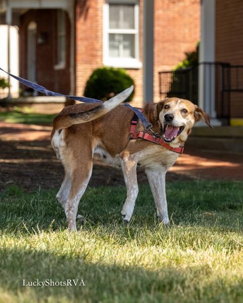 Purdy, ADOPTABLE, Adult Female Foxhound.