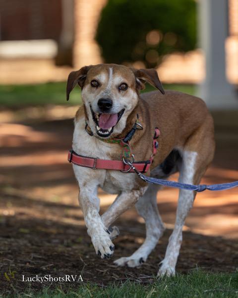 Purdy, a ADOPTABLE Foxhound in Powhatan, VA image 3/4