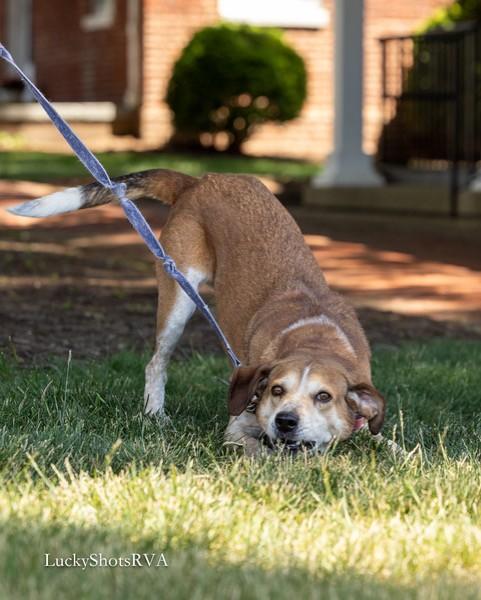 Purdy, a ADOPTABLE Foxhound in Powhatan, VA image 4/4