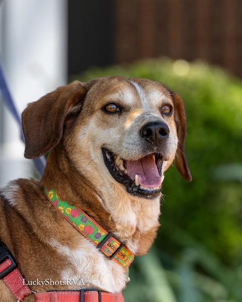 Purdy, a ADOPTABLE Foxhound in Powhatan, VA image 2/4