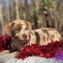 Scrunch!, an adopted mixed breed in Watertown, CT image 3/4