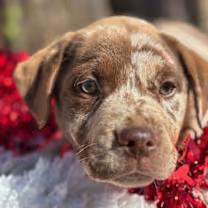 Scrunch!, an adopted mixed breed in Watertown, CT image 2/4