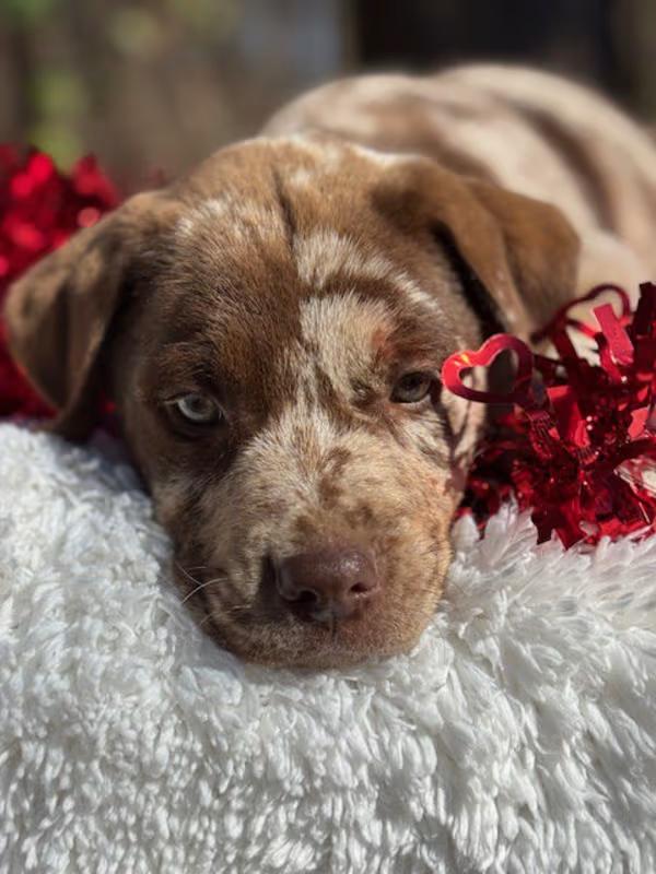 Scrunch!, an adopted mixed breed in Watertown, CT image 4/4