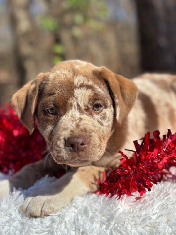 Scrunch!, adopted, Puppy Female Australian Shepherd & Boxer.