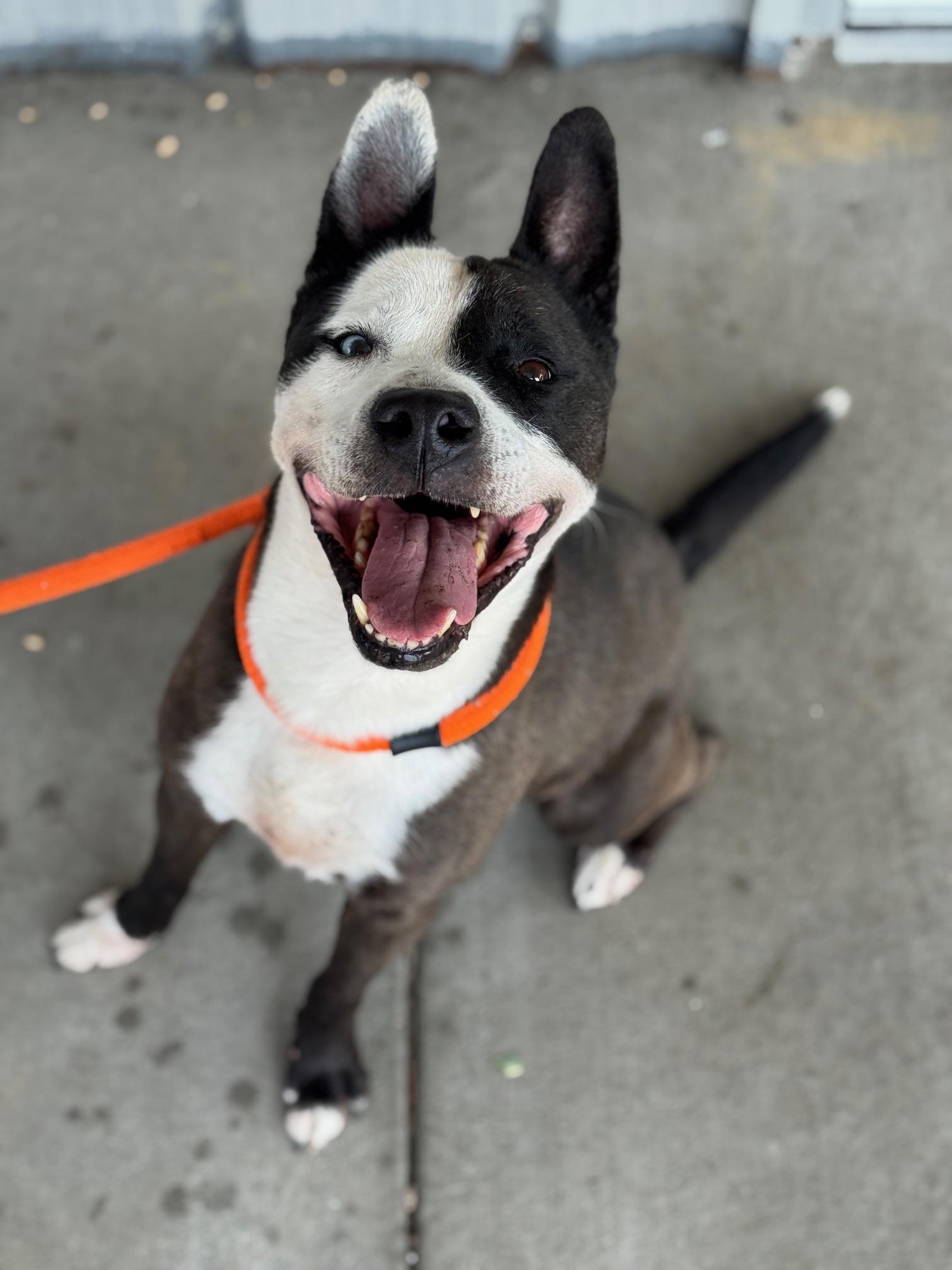 Chapo, a Adoptable mixed breed in Benton Harbor, MI image 1/6