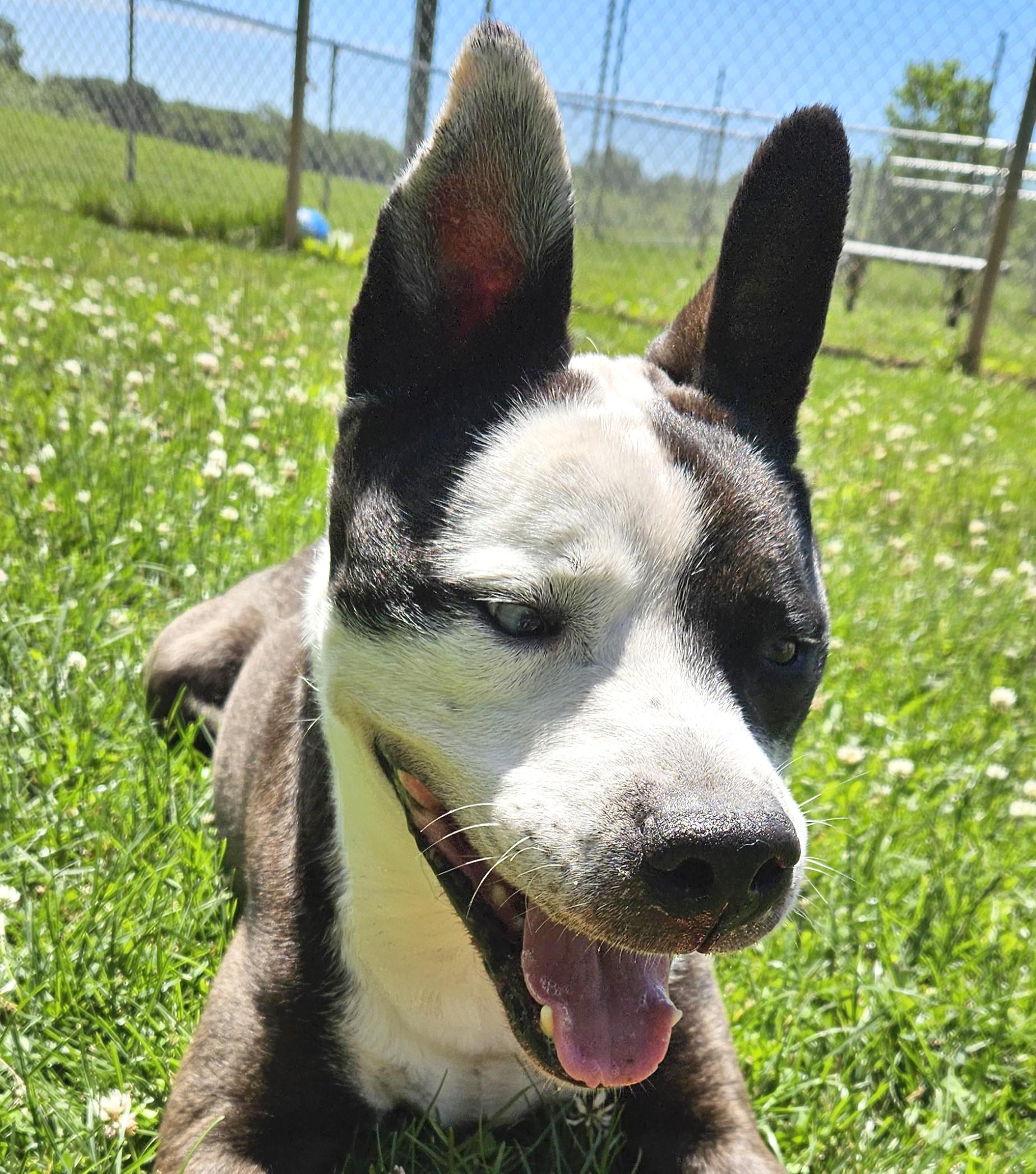 Chapo, a Adoptable mixed breed in Benton Harbor, MI image 4/6
