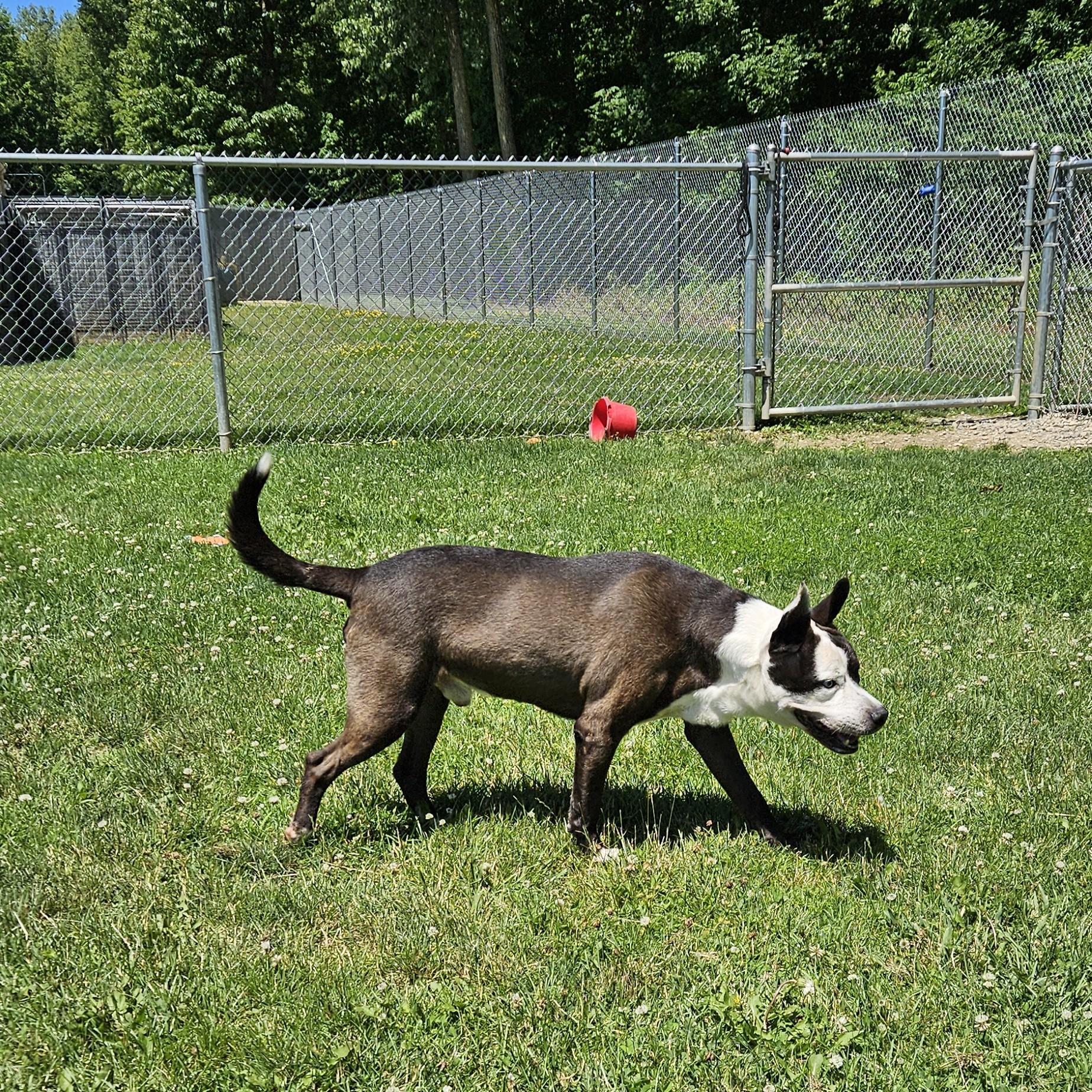 Chapo, a Adoptable mixed breed in Benton Harbor, MI image 6/6