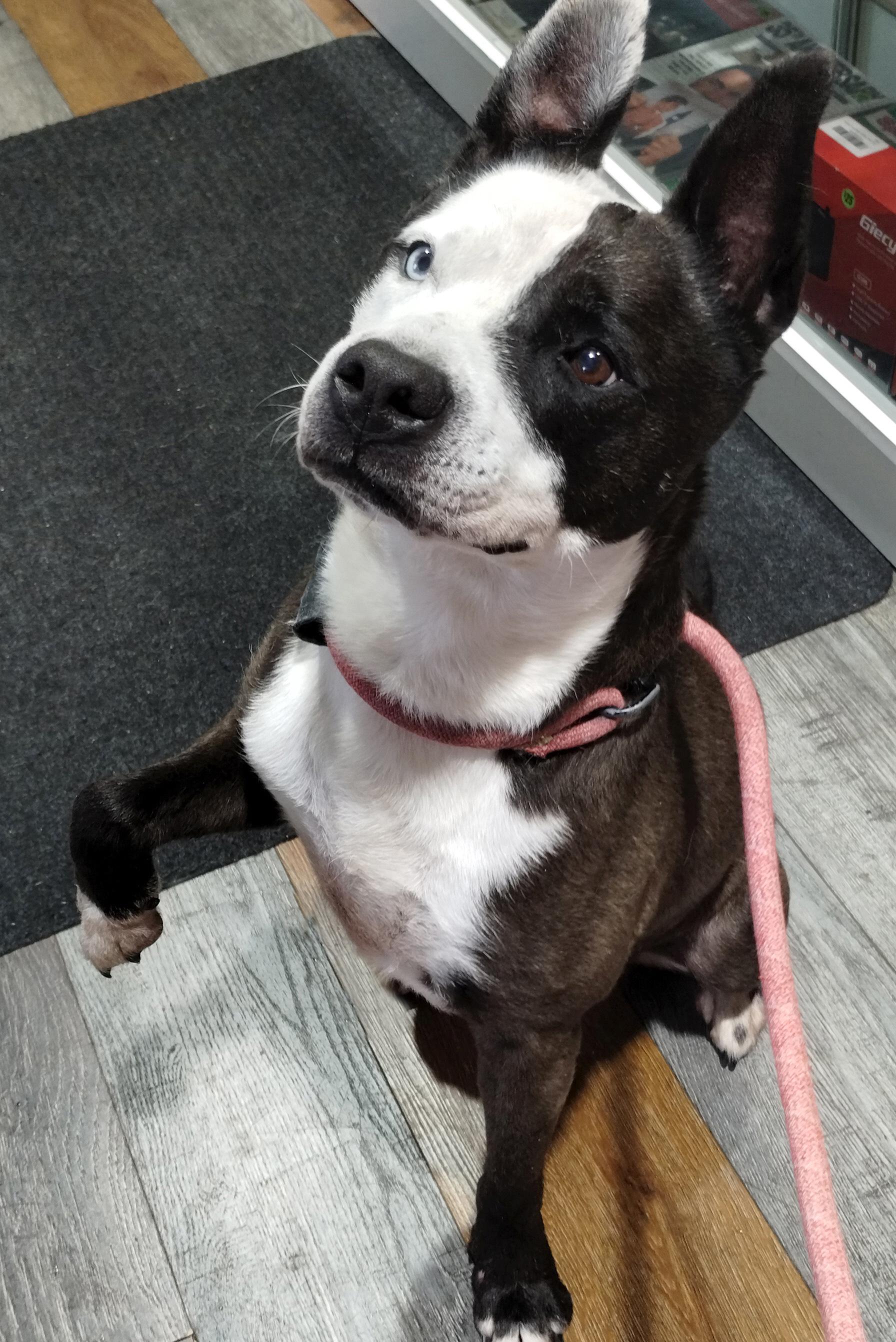 Chapo, a Adoptable mixed breed in Benton Harbor, MI image 5/6