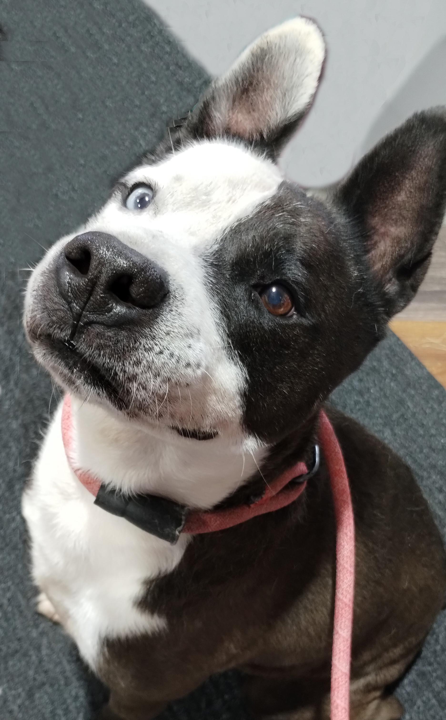 Chapo, a Adoptable mixed breed in Benton Harbor, MI image 2/6