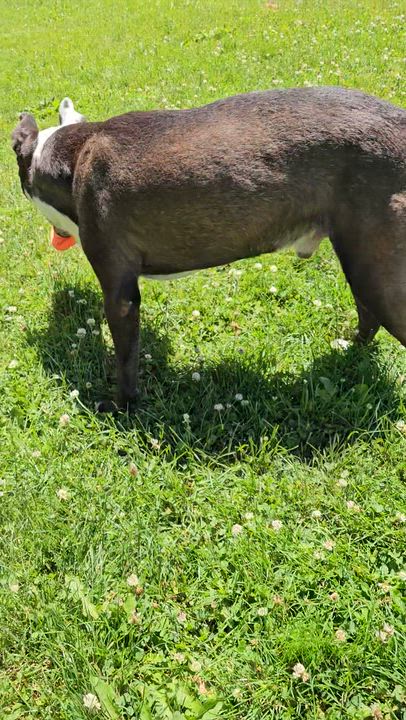 Enlarge Chapo, a Adoptable mixed breed in Benton Harbor, MI video 3/6
