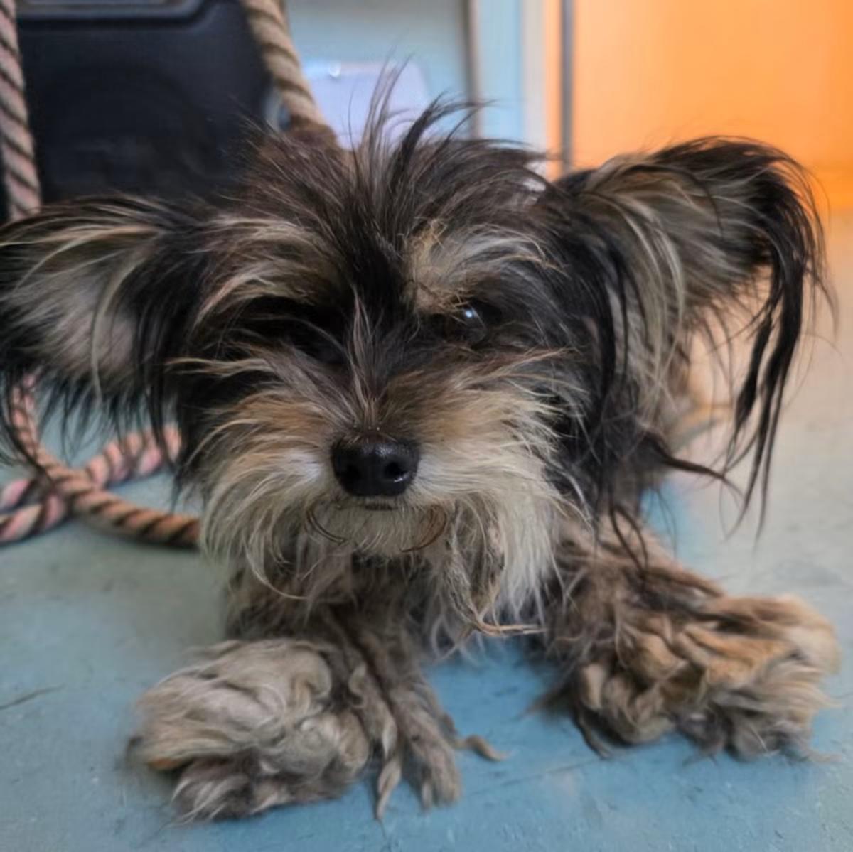 Enlarge Mimi, an adopted mixed breed in Newport Beach, CA image 4/4