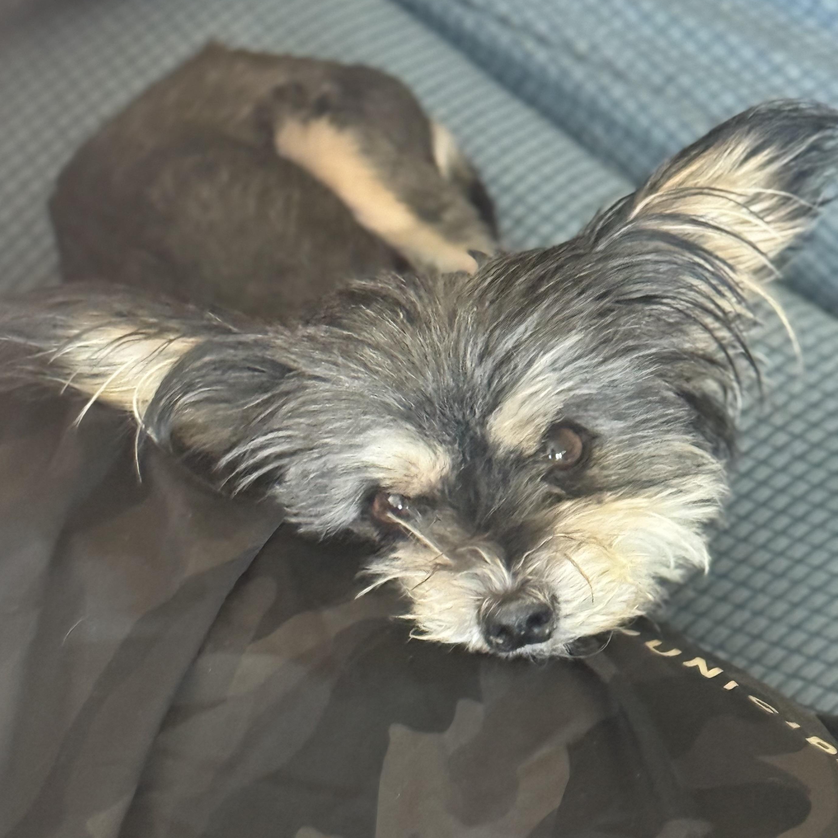 Enlarge Mimi, an adopted mixed breed in Newport Beach, CA image 3/4