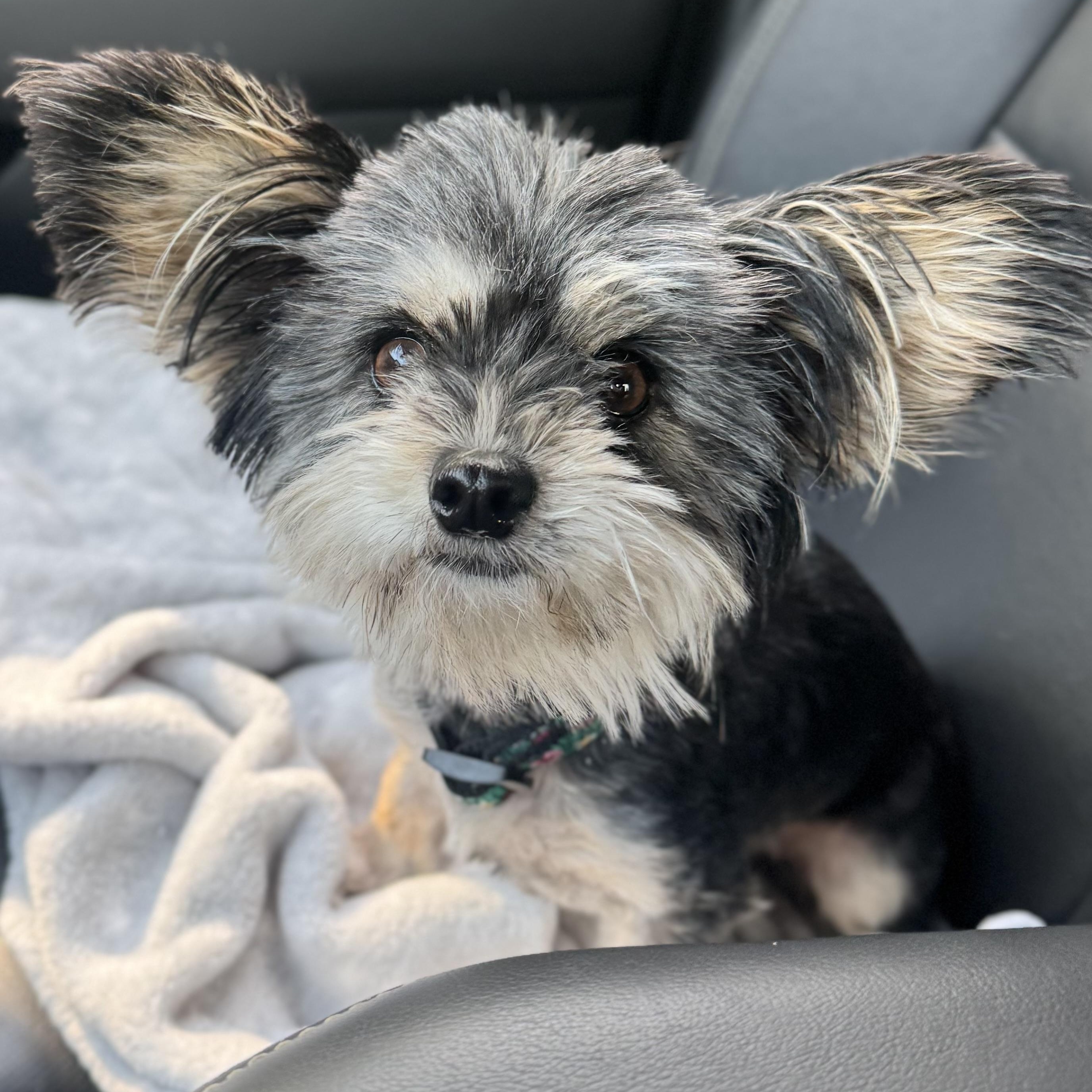Enlarge Mimi, an adopted mixed breed in Newport Beach, CA image 2/4