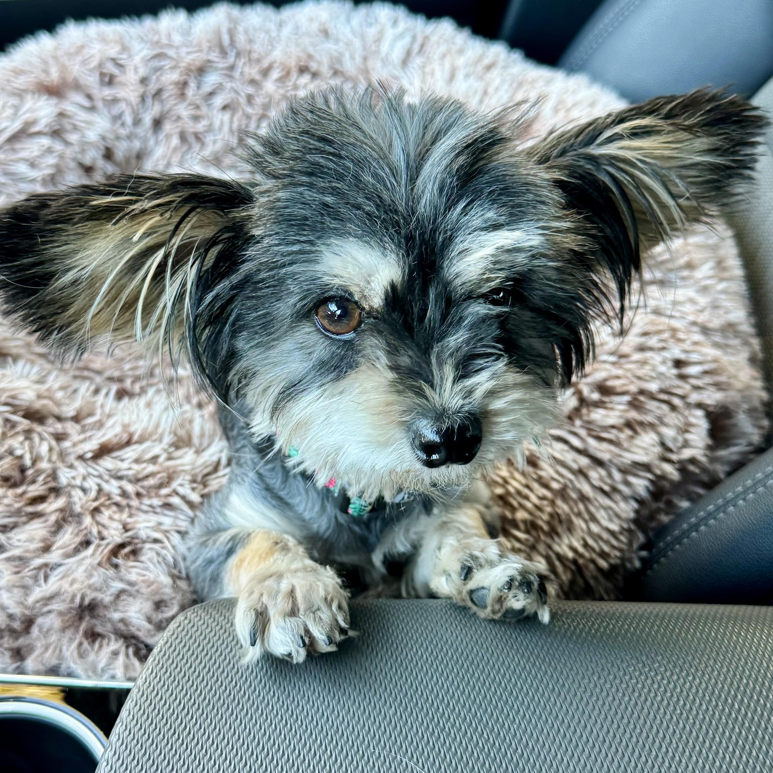 Mimi, adopted, Adult Female Yorkshire Terrier & Mixed Breed.