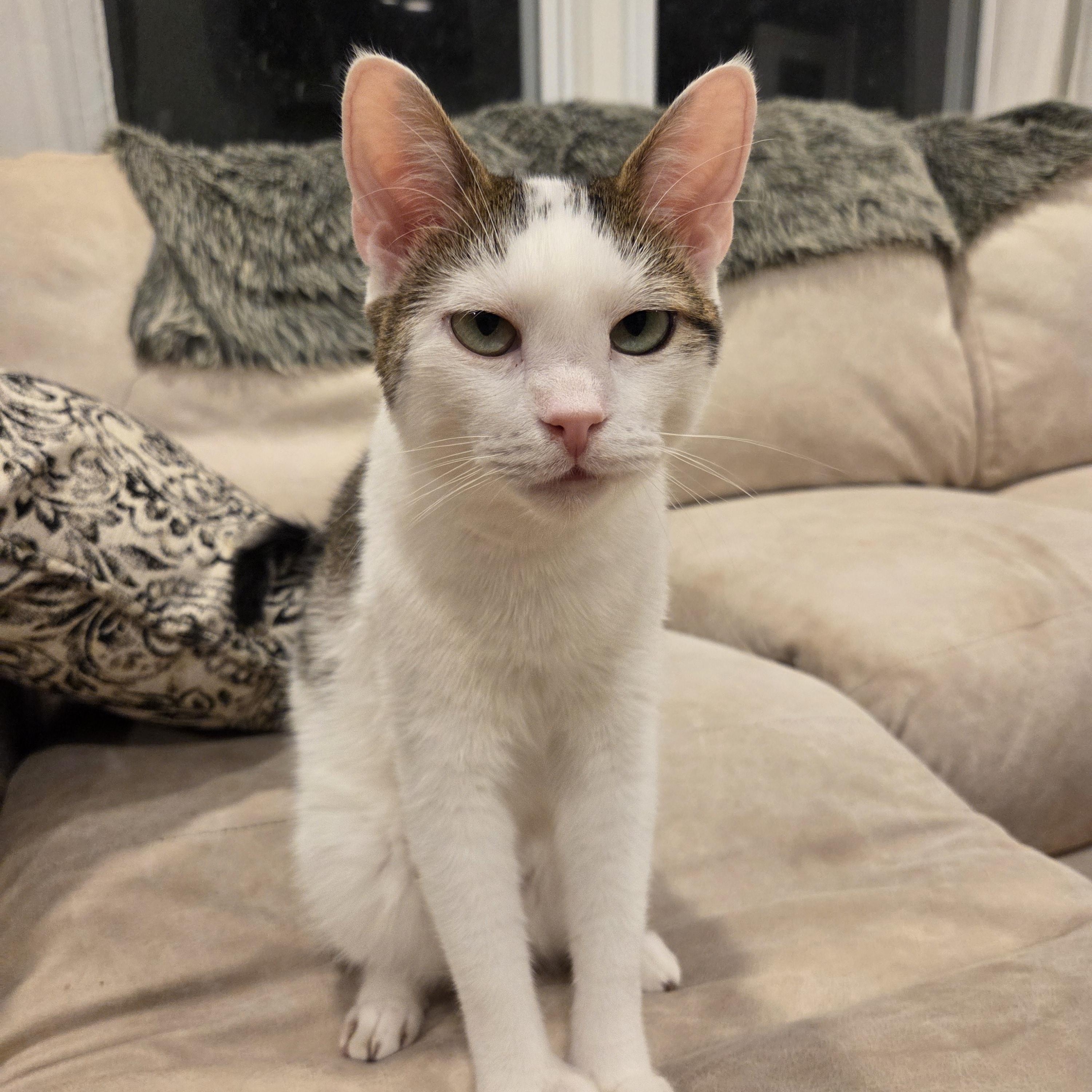 Jobie, ADOPTABLE, Adult Male Tabby.