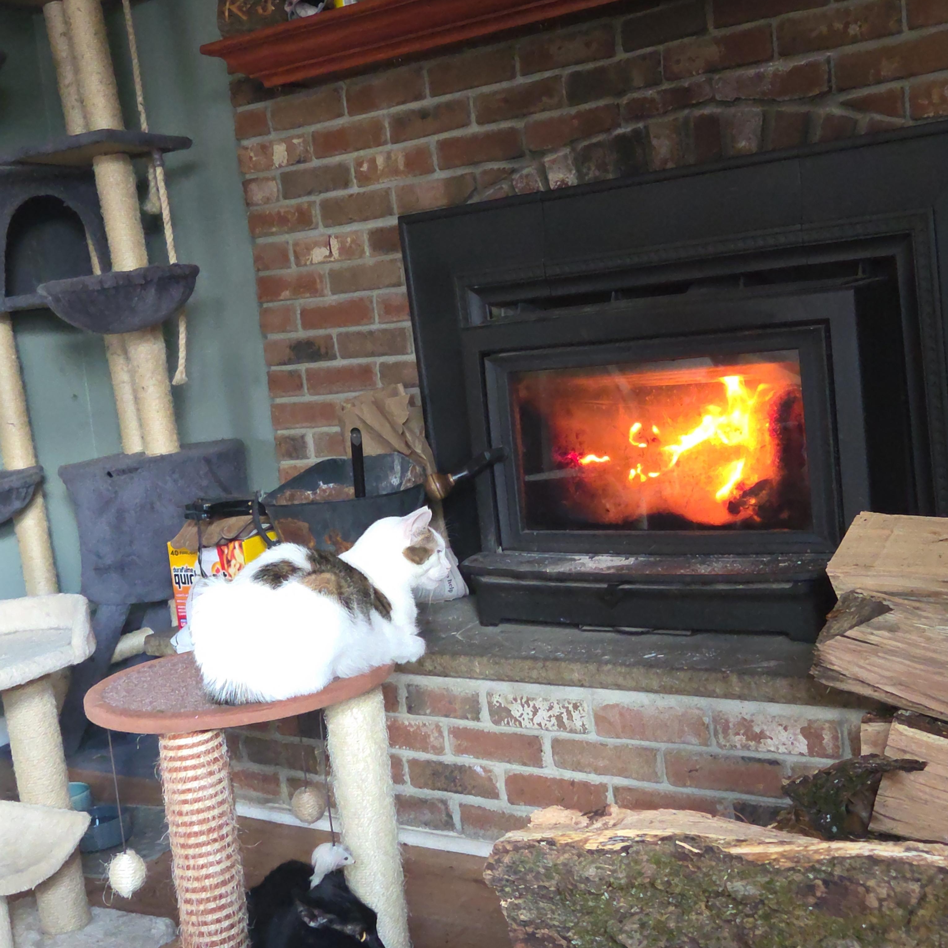 Enlarge Jobie, a ADOPTABLE Tabby in Palisades Park, NJ image 2/4