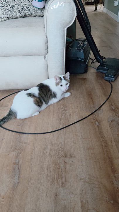 Enlarge Jobie, a ADOPTABLE Tabby in Palisades Park, NJ video 3/4