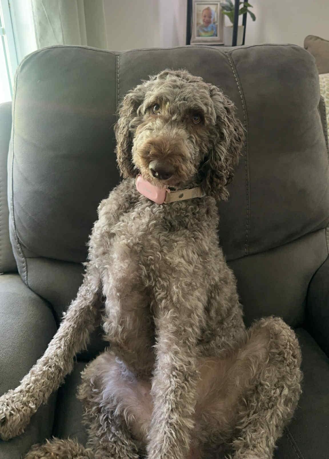 Virginia, Adoptable, Adult Female Poodle.