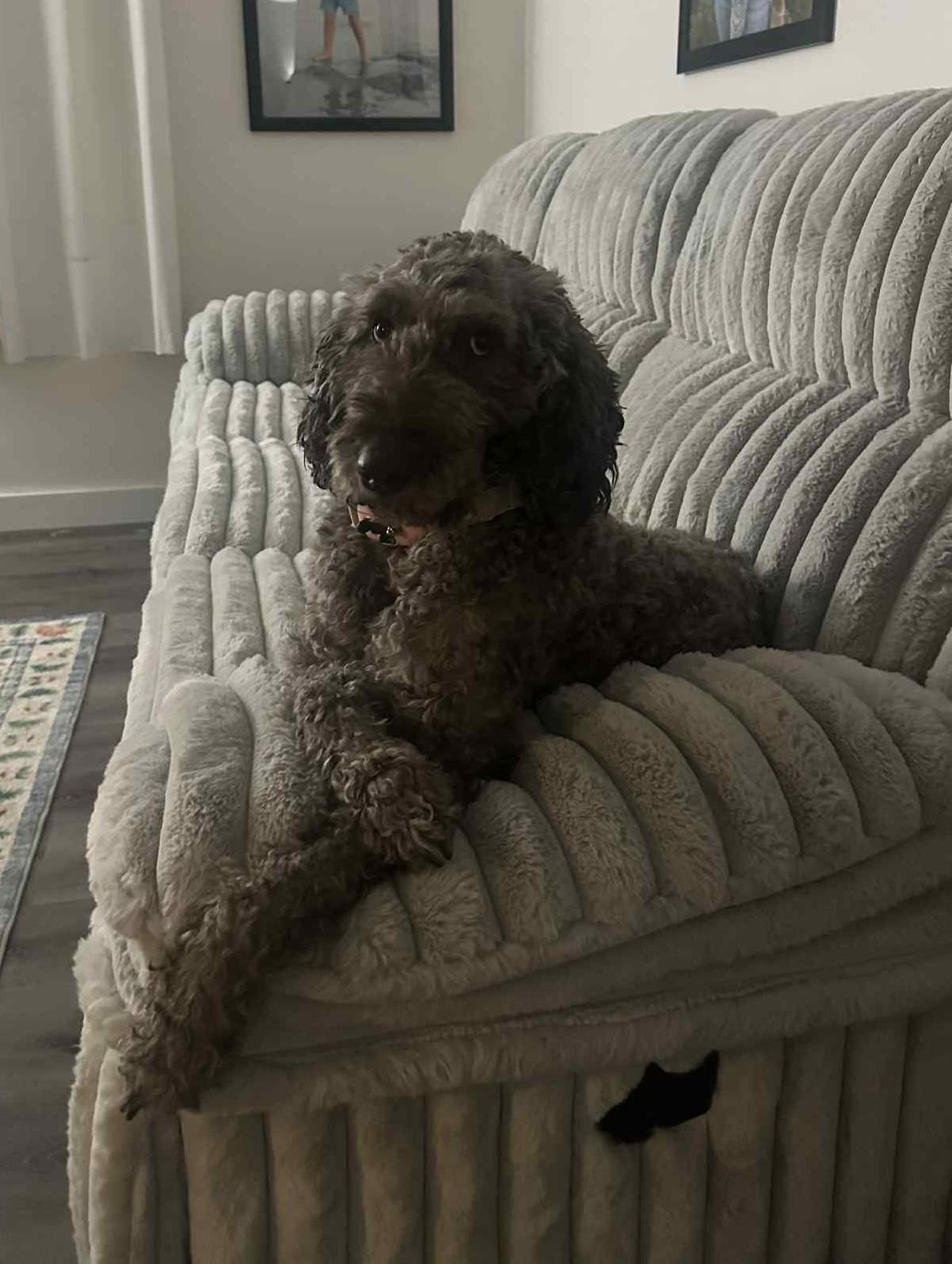 Virginia, a Adoptable mixed breed in Falls Church, VA image 2/3