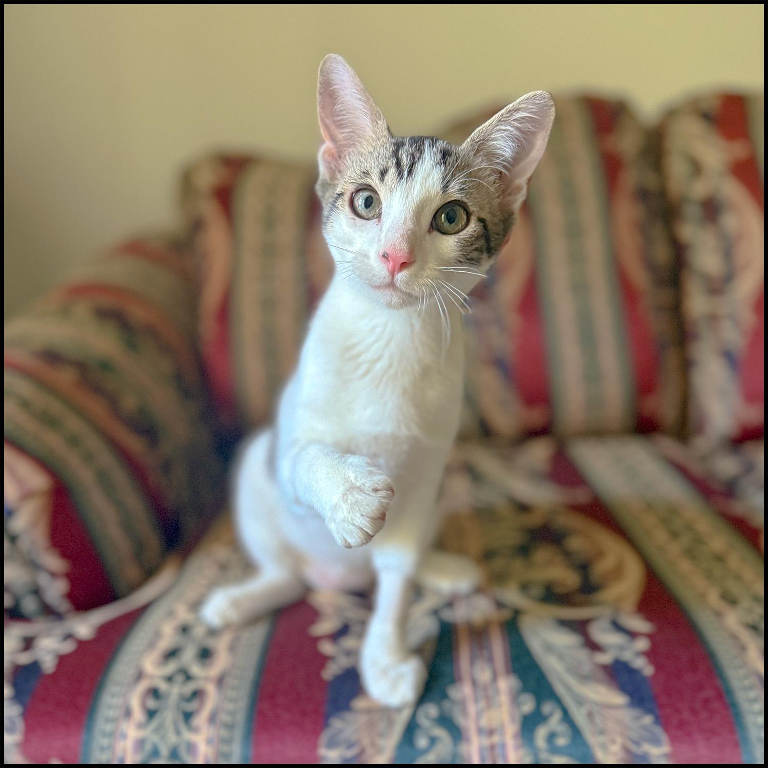 Olaf, ADOPTABLE, Young Male Domestic Short Hair.