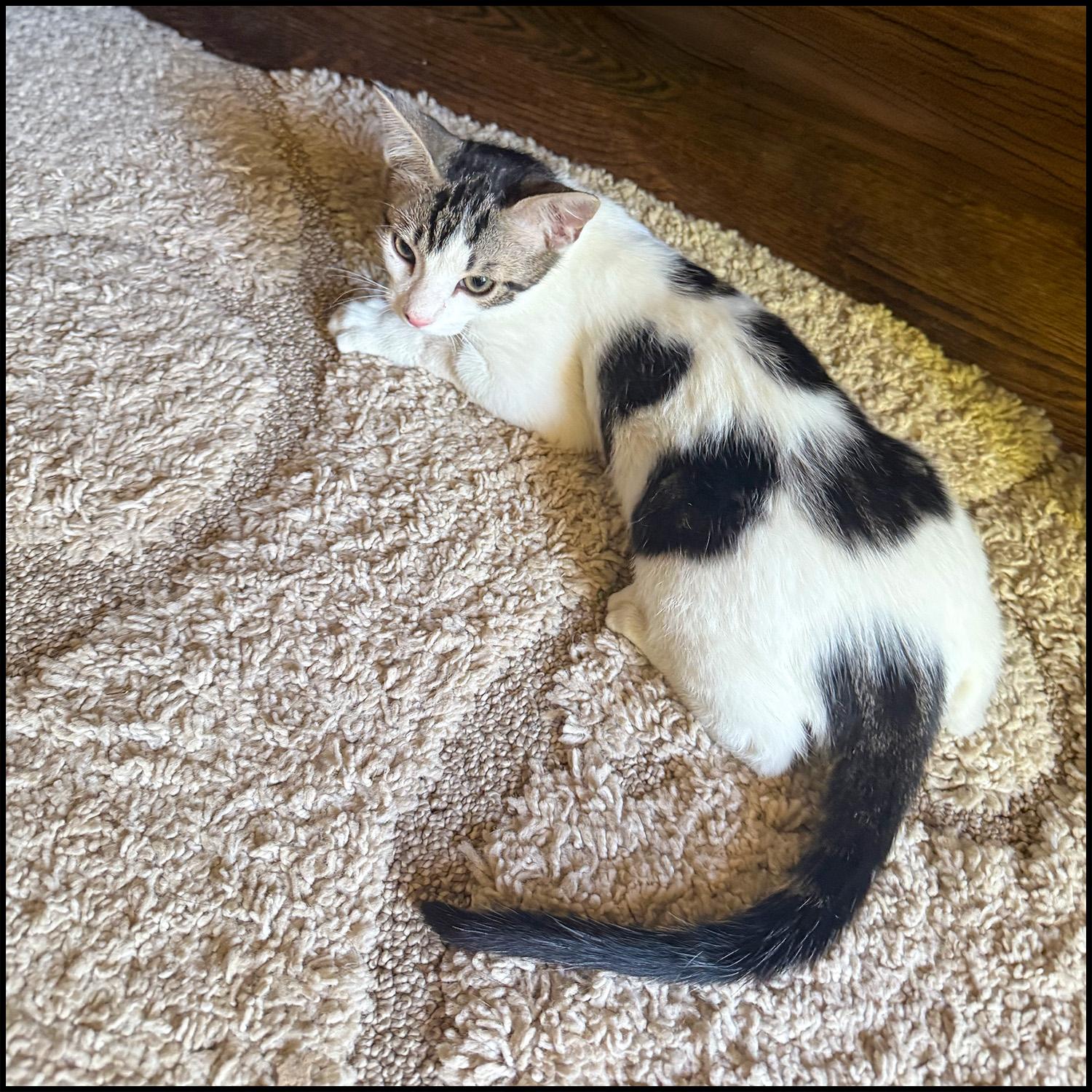 Enlarge Olaf, a ADOPTABLE mixed breed in Roswell, GA image 2/3