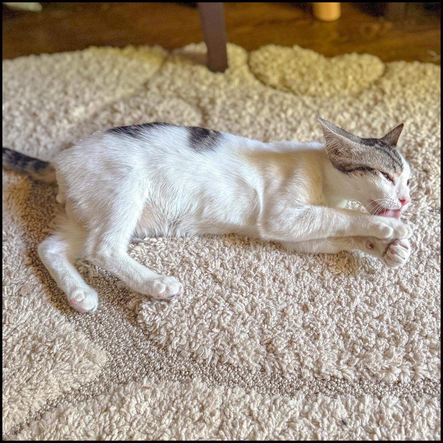Enlarge Olaf, a ADOPTABLE mixed breed in Roswell, GA image 3/3