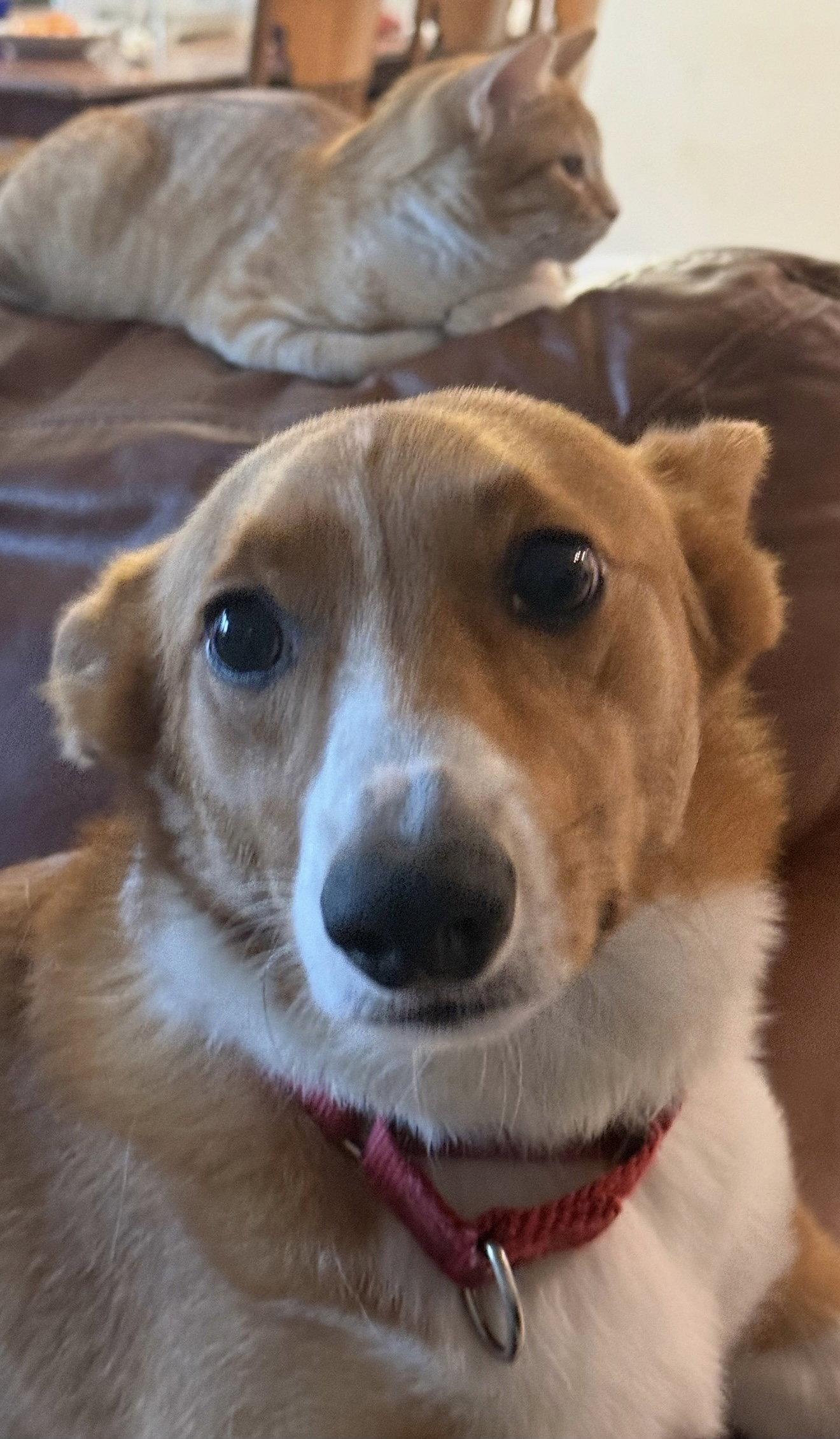 Enlarge Loki Corgi, a Adoptable Corgi in Valrico, FL image 1/1