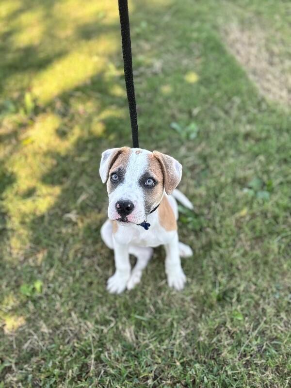 Lewis, Adoptable, Puppy Male Hound & Mixed Breed.