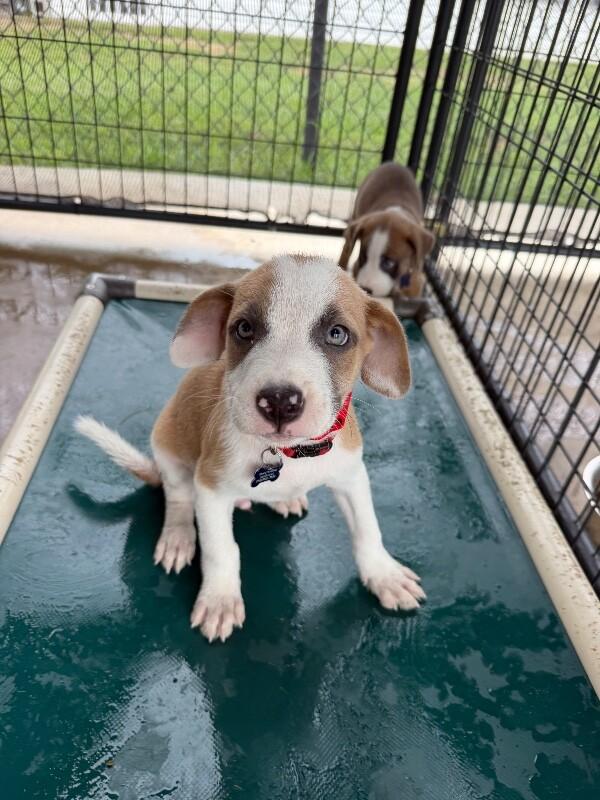 Enlarge Lewis, a Adoptable mixed breed in Aiken, SC image 2/4