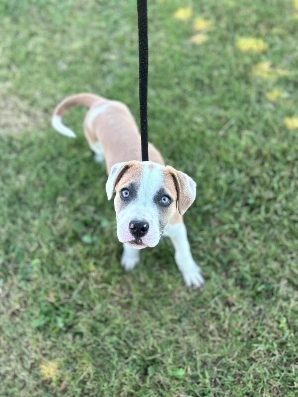 Enlarge Lewis, a Adoptable mixed breed in Aiken, SC image 3/4