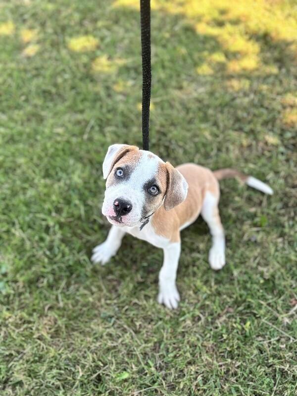 Enlarge Lewis, a Adoptable mixed breed in Aiken, SC image 4/4