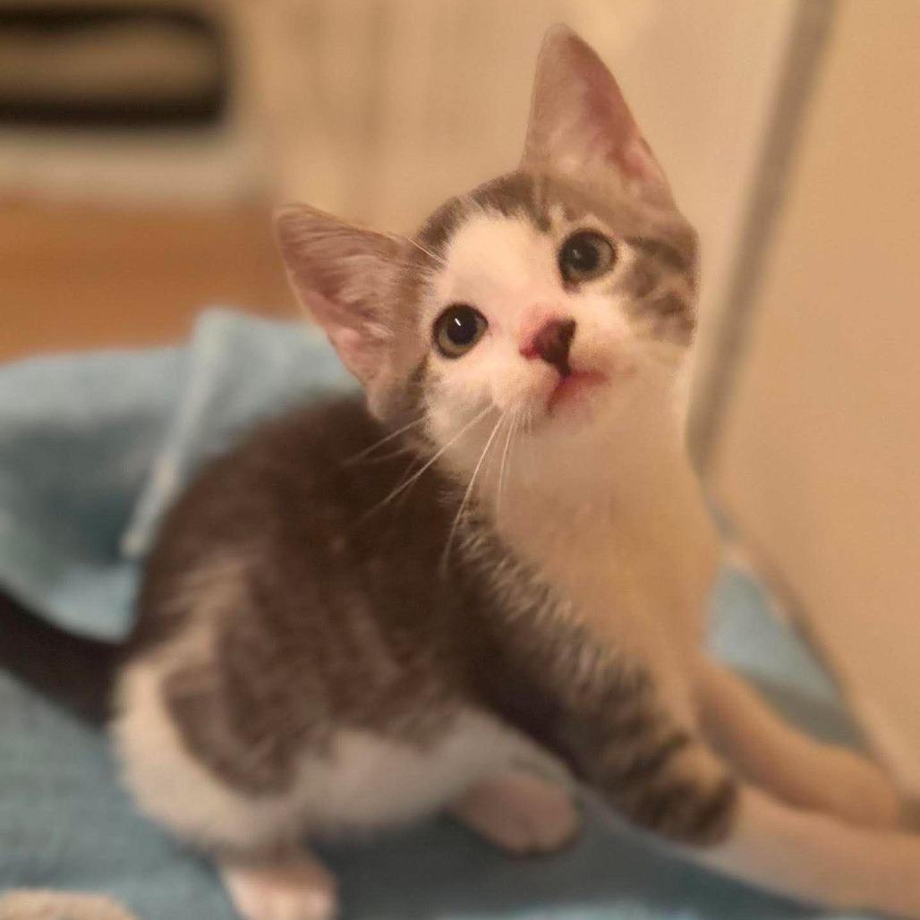 Enlarge Knox, a Adoptable Domestic Short Hair in Redmond, WA image 1/1