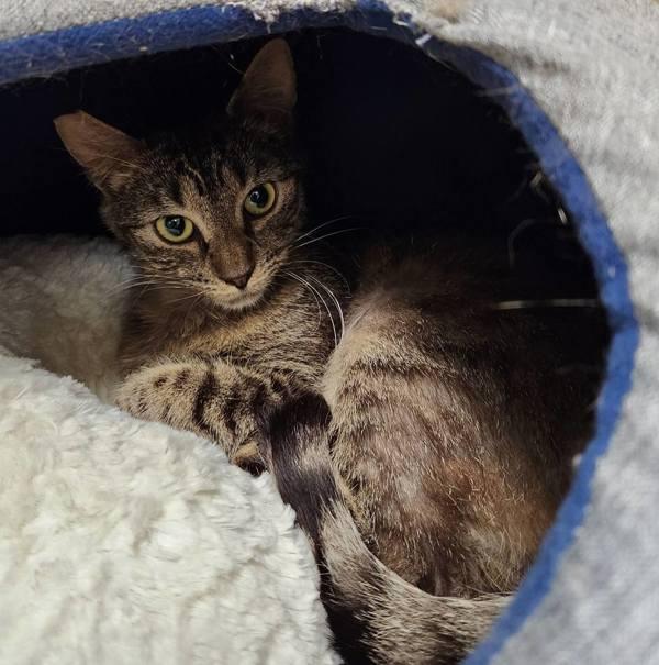 Enlarge Pepper, a Adoptable mixed breed in Silverdale, WA image 1/4