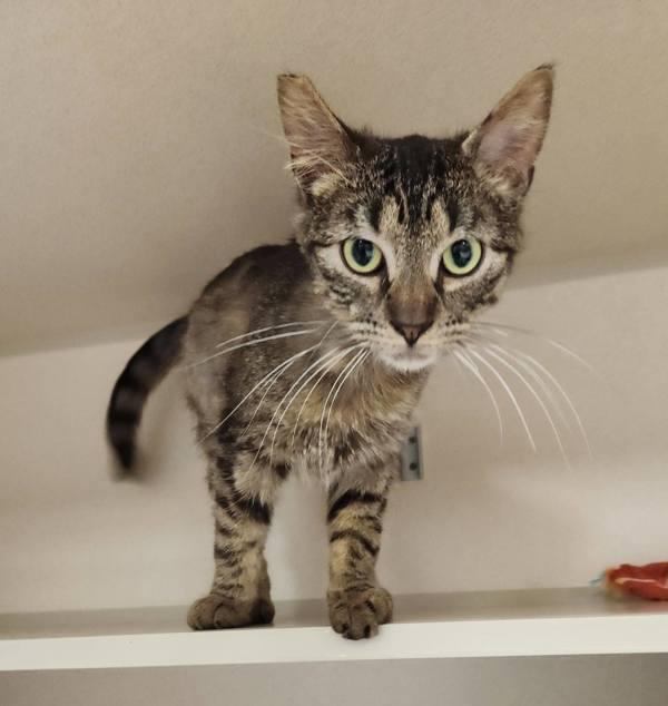 Pepper — thumbnail 3