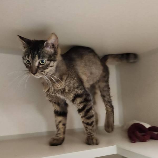 Enlarge Pepper, a Adoptable mixed breed in Silverdale, WA image 3/4