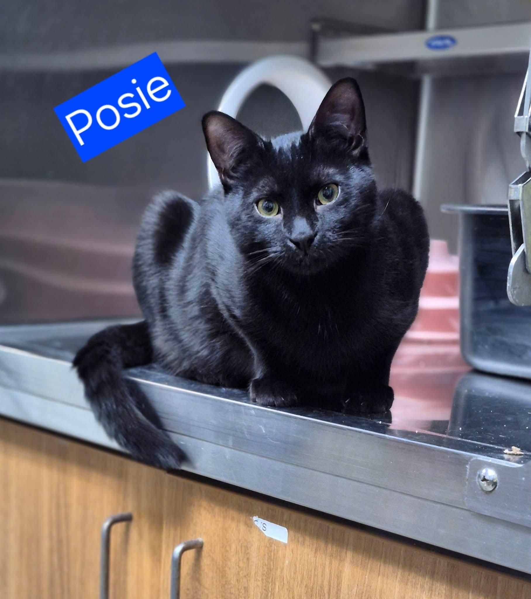 Enlarge Posie, an adopted Domestic Short Hair in Stratford, CT image 2/2