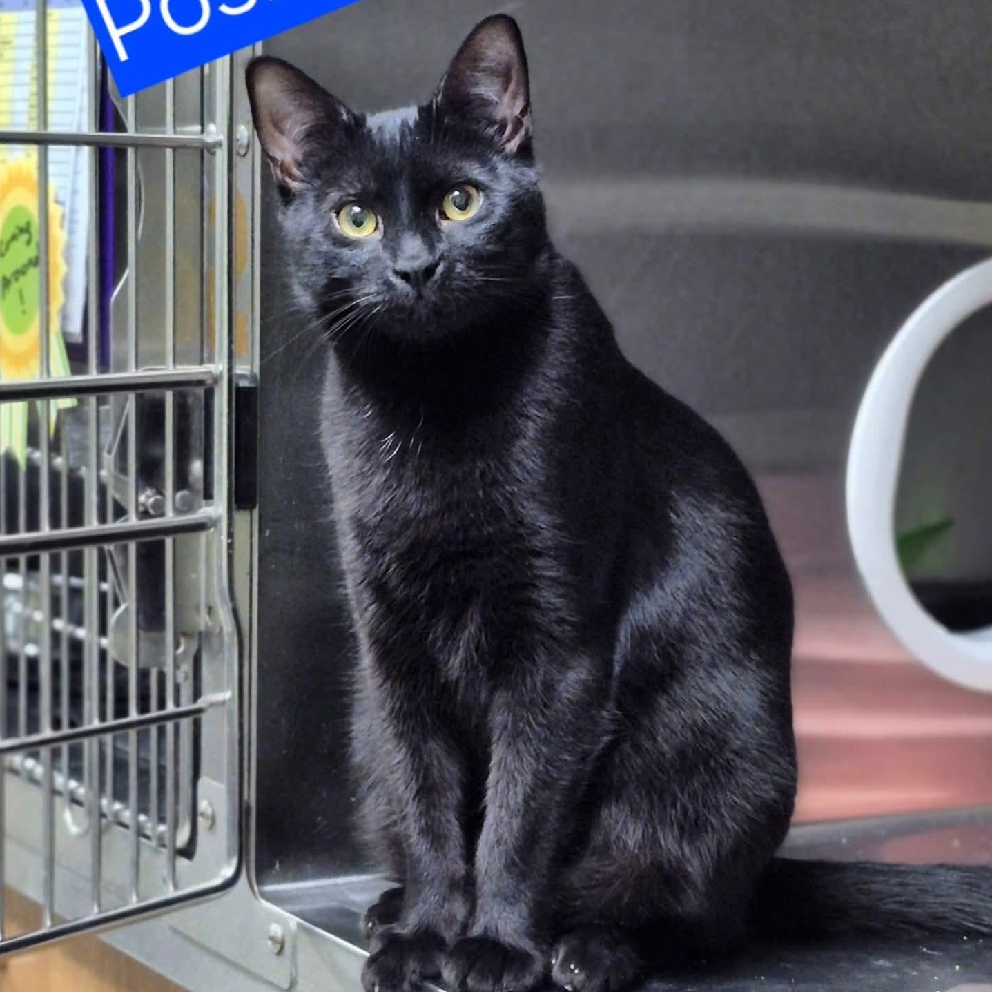 Enlarge Posie, an adopted Domestic Short Hair in Stratford, CT image 1/2